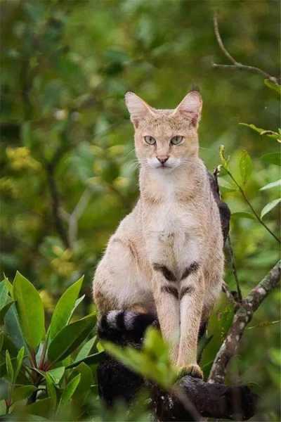 山原猫多少钱,好养吗图片（山原猫机构）