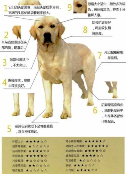 拉布拉多幼犬挑选标准（拉布拉多幼犬挑选标准是什么）