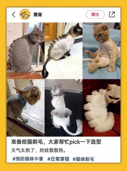 猫咪可以剃毛吗?能不剃吗（猫咪可以剃毛吗?能不剃吗）