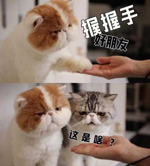 训练猫咪握手视频（如何培训猫咪握手）