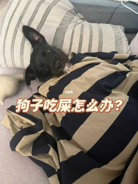 狗狗喜欢吃屎怎么办?（狗狗喜欢吃屎怎么办视频）