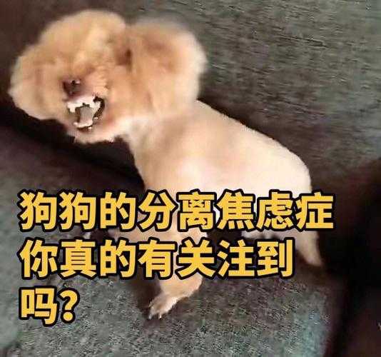 狗狗产后抑郁了怎么办（狗狗产后焦虑不安）