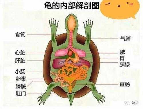 乌龟生理构造（乌龟的生理构造）