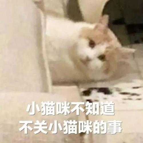 猫咪不听我的话怎么办（猫咪不听你的话怎么办）