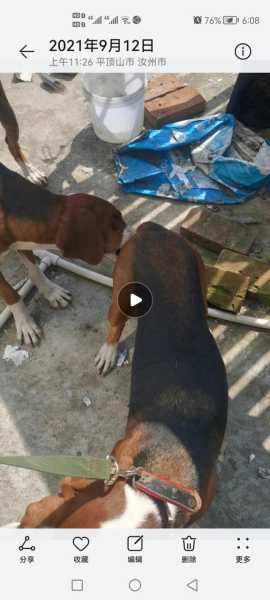 塞尔维亚三色犬猎犬价格（塞尔维亚三色犬猎犬特点）