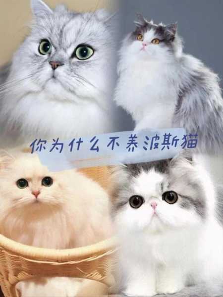 波斯猫饲养（波斯猫饲养过程中会有哪些问题）