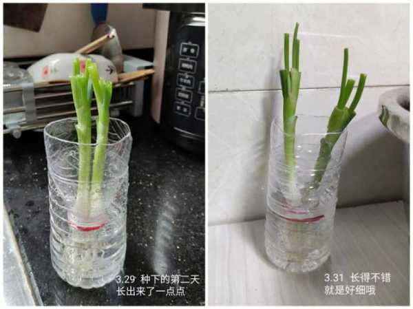 水葱种植方法视频（水葱种植方法视频大全）