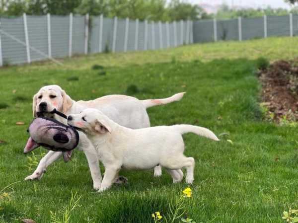 狗狗多大可以训犬（狗狗多大可以训教）