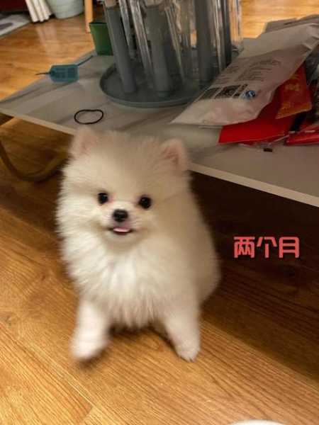 被银狐咬出血了怎么办（银狐犬咬主人怎么办）