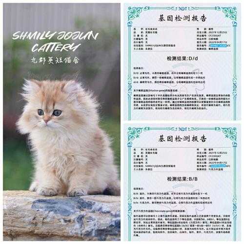 猫咪繁育权什么意思（猫咪繁育权多少钱）