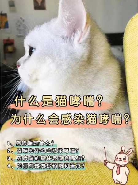 猫会不会引起哮喘（猫咪会引发哮喘吗）