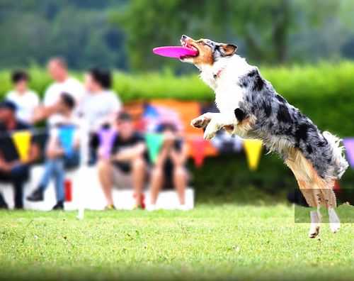 训犬坐立手势视频（训犬姿势）