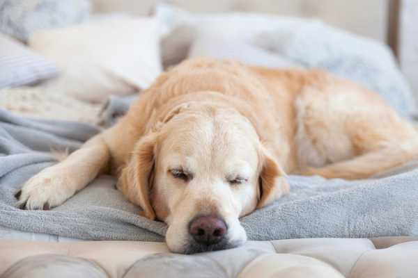 金毛犬睡觉的样子（金毛犬睡觉的样子图片大全）