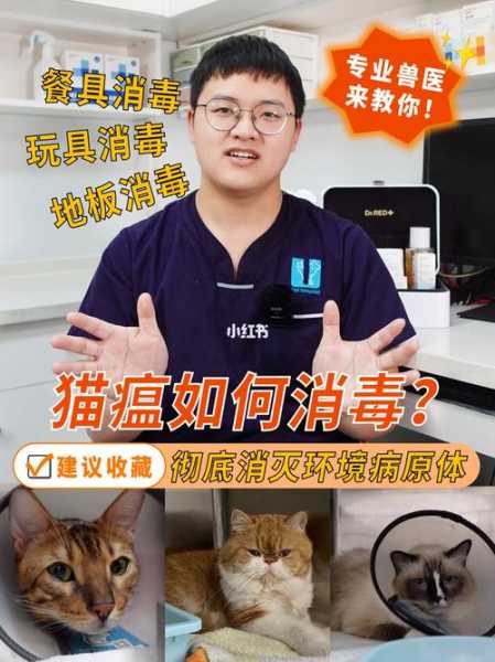 养猫不光要勤打扫,消毒怎么办（家里养猫要经常消毒吗）