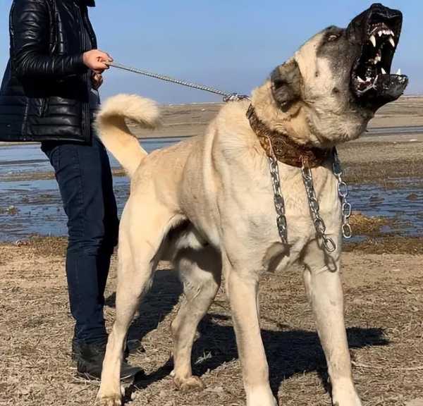 坎高犬的智商排第几（坎高犬智商怎么样）