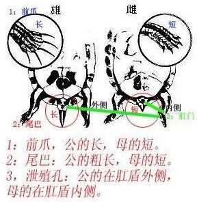 巴西乌龟怎么分公的母的（巴西乌龟怎样分公母 辨认）