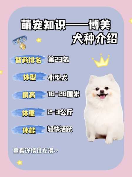 博美犬的饲养方法及三种（博美犬饲养技巧公开）