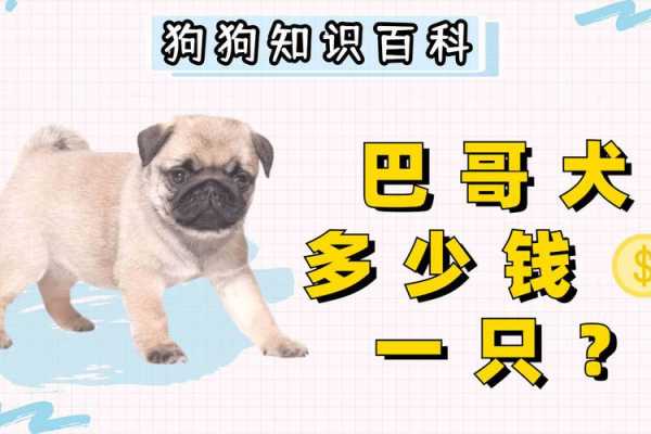 为什么养巴哥犬的人少（养巴哥犬最大的忌讳）