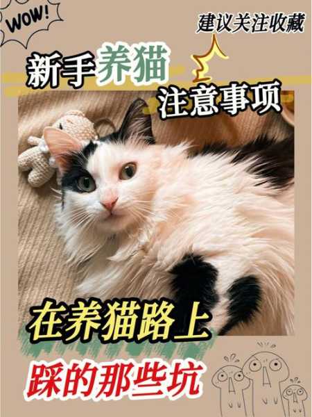 放养猫咪潜在的六大危险因素（放养猫会跑吗）