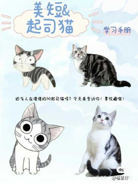 一分钟了解美国短毛猫（一分钟了解美国短毛猫的故事）