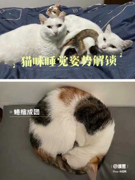 猫咪为什么可以长时间睡觉（猫咪为什么可以长时间睡觉呢）