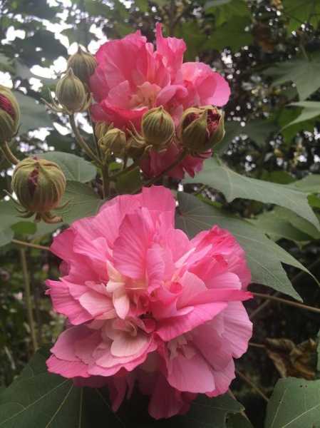 木芙蓉最佳移栽时间（木芙蓉栽培技术）