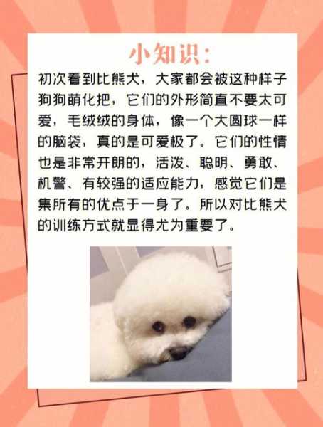 如何训练比熊犬不乱叫（怎么训练比熊狗狗）