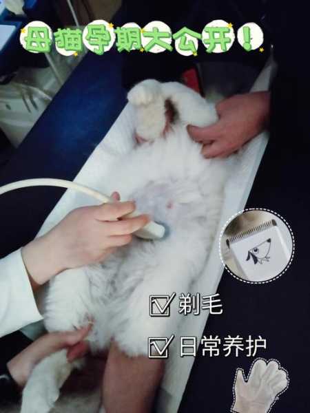 孕期猫咪如何护理（猫咪的孕期护理）