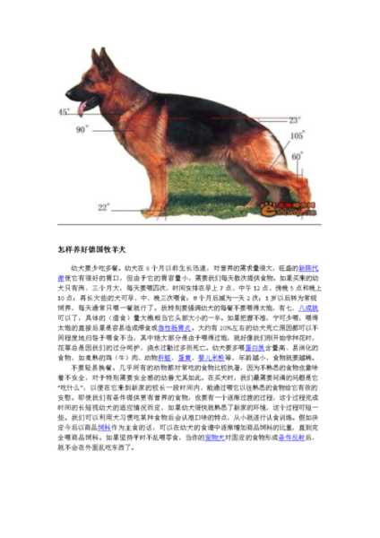 德国牧羊犬的饲养（德国牧羊犬饲养要点）