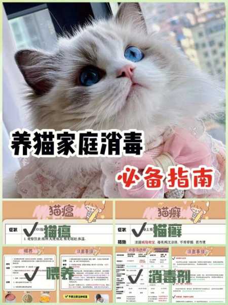 养猫不光要勤打扫,消毒可以吗（养猫用消毒吗）