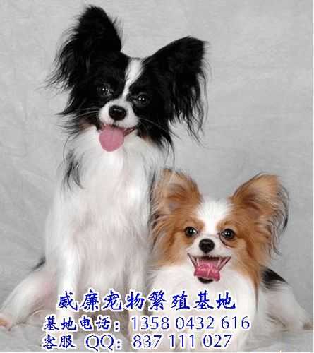 蝴蝶犬能长多大,蝴蝶有多大（蝴蝶犬身长多少厘米）