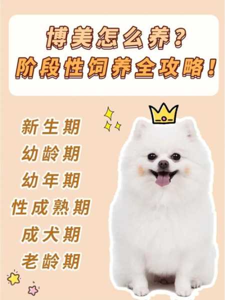 博美犬饲养技巧公开（博美狗狗如何饲养）