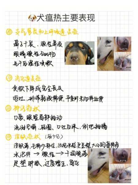 犬瘟有得治吗?（犬瘟有得治吗能治好吗）