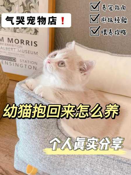 如何养好宠物猫（如何养宠物猫咪）