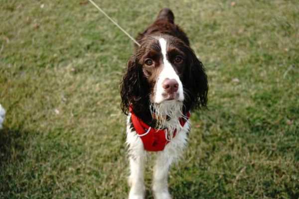 英国史宾格犬怎么训练的（英国史宾格犬怎么训练的）