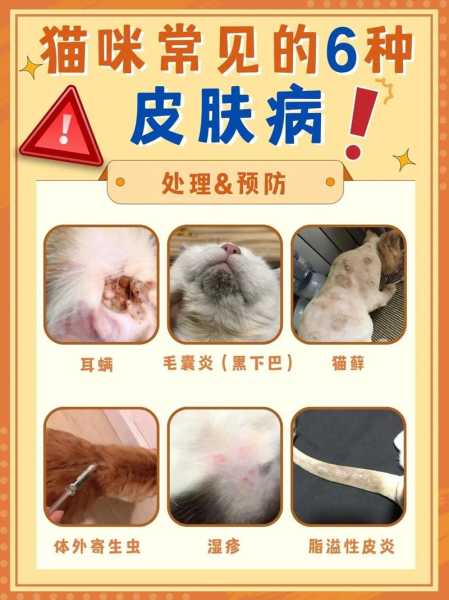 猫常见的病及症状（猫咪常见病症状）