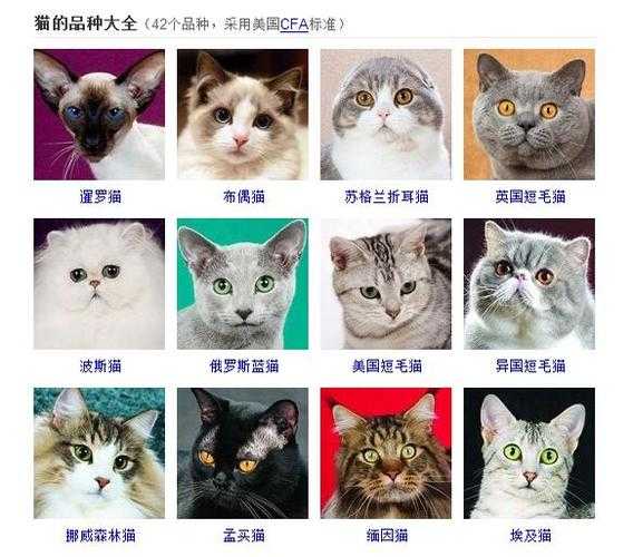 宠物猫有什么品种推荐（宠物猫的品种都有哪些）