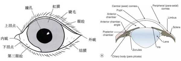 狗狗的眼睛结构和视觉特点（狗狗的眼睛构造）