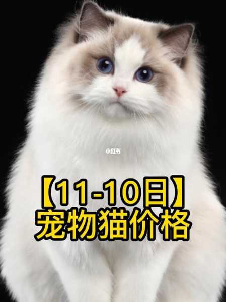 如何选购宠物猫（如何挑选一只适合自己的宠物猫）