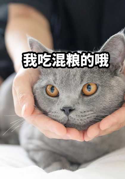 猫咪吃猫粮会不会营养不良（猫吃猫粮有害吗）