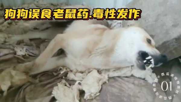 狗狗误服老鼠药（狗狗误服老鼠药会死吗）