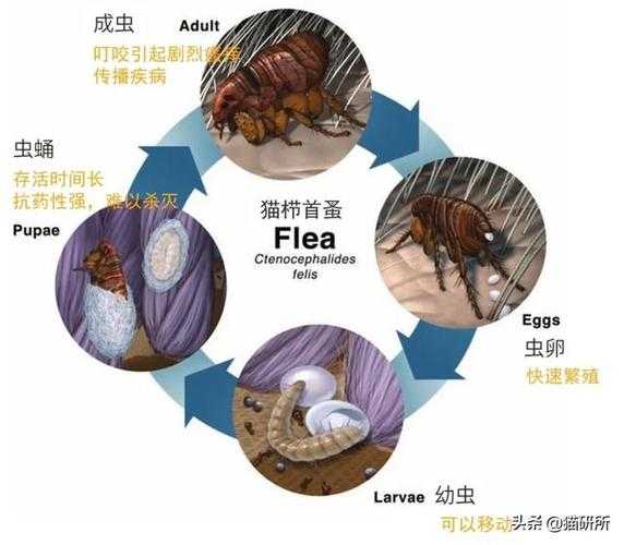 猫跳蚤怎么消灭简单（猫跳蚤怎么彻底去除）