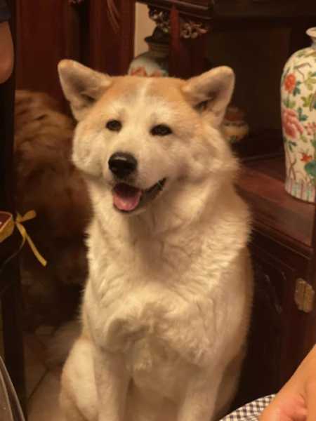 秋田犬呕吐透明液体怎么回事（秋田犬吐舌头表情包）