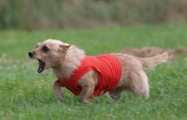 波登戈犬（葡萄牙波登哥犬价钱）