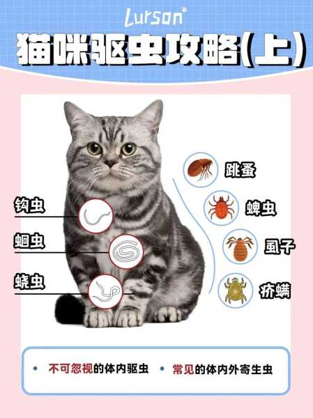 怎么给猫咪驱虫最合适（怎么样给猫咪驱虫）