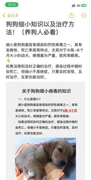 狗狗得了细小会传染给人吗（狗狗得细小会传染给人吗,他总是让我抱着）