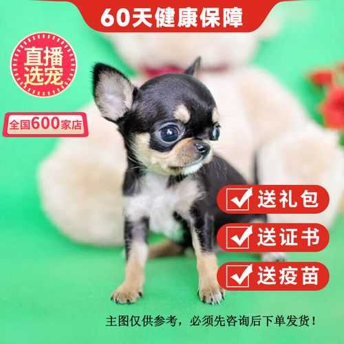 吉娃娃宠物犬（吉娃娃宠物犬怎么养）