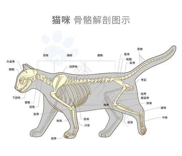 猫咪骨骼发育到几个月（猫咪的骨骼几个月停止发育）