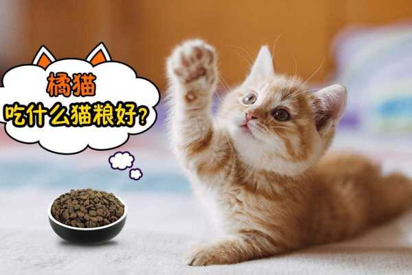 猫咪怎么吃最好（猫咪怎么吃最好吃）