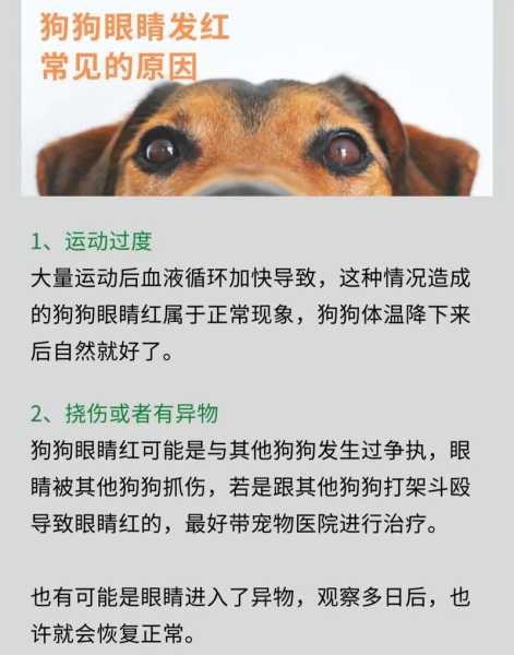 狗视力好么（狗视力怎么样）